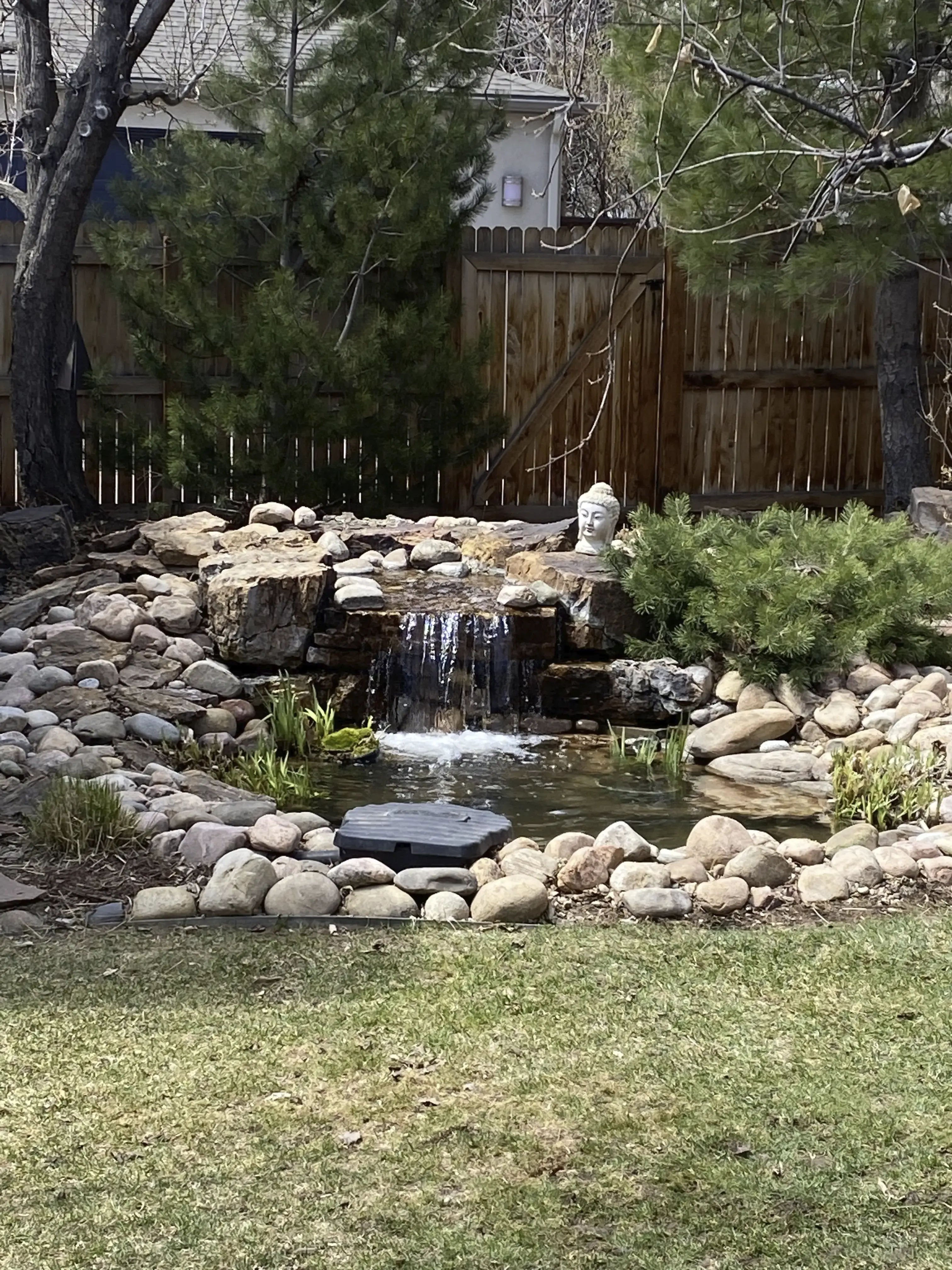 koi pond with iris and statue